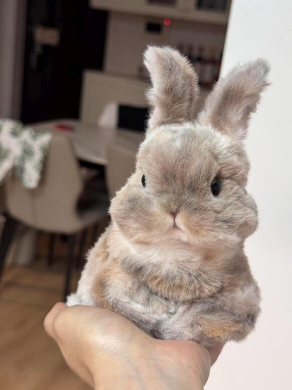 Cuddly Bunny Stuffed Animal